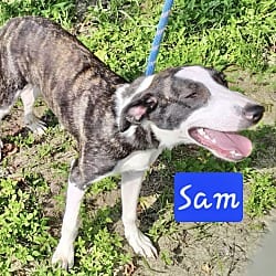 Photo of Sam 1, adoptable Mountain Cur in East Hartford, Connecticut