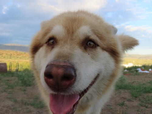 Photo of Freya, adoptable Alaskan Malamute in Seattle, Washington