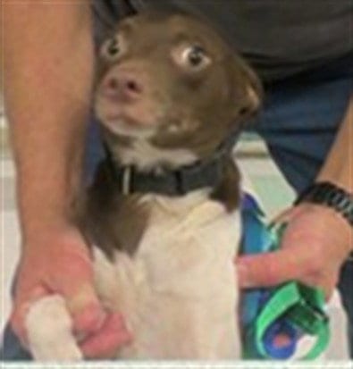 Photo of Elmo, adoptable Alaskan Klee Kai in Oklahoma City, Oklahoma