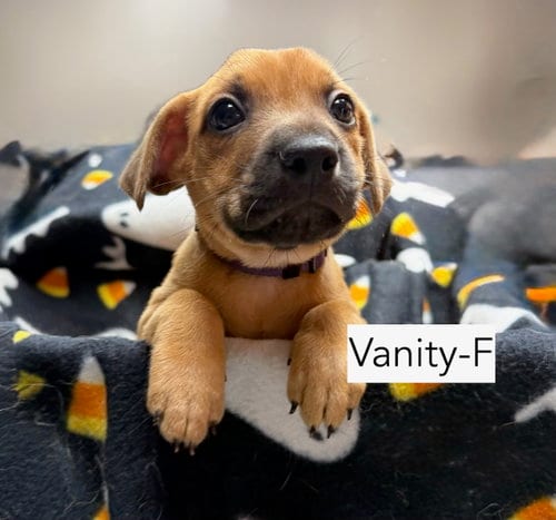 Photo of Vanity, adoptable Chihuahua in Gilberts, Illinois