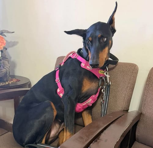 Photo of Tootsie, adoptable Doberman Pinscher in Buffalo, Minnesota