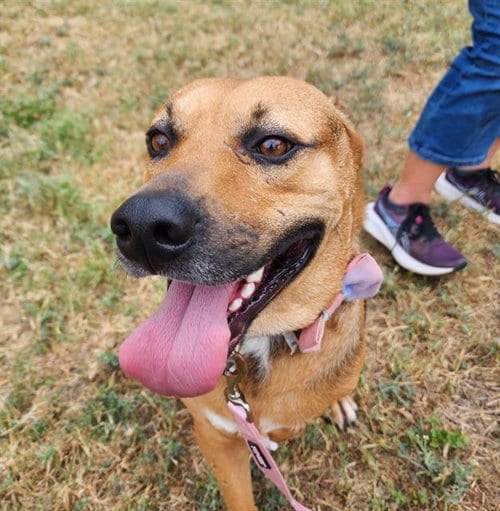 Photo of Jupiter, adoptable American Staffordshire Terrier in San Antonio, Texas