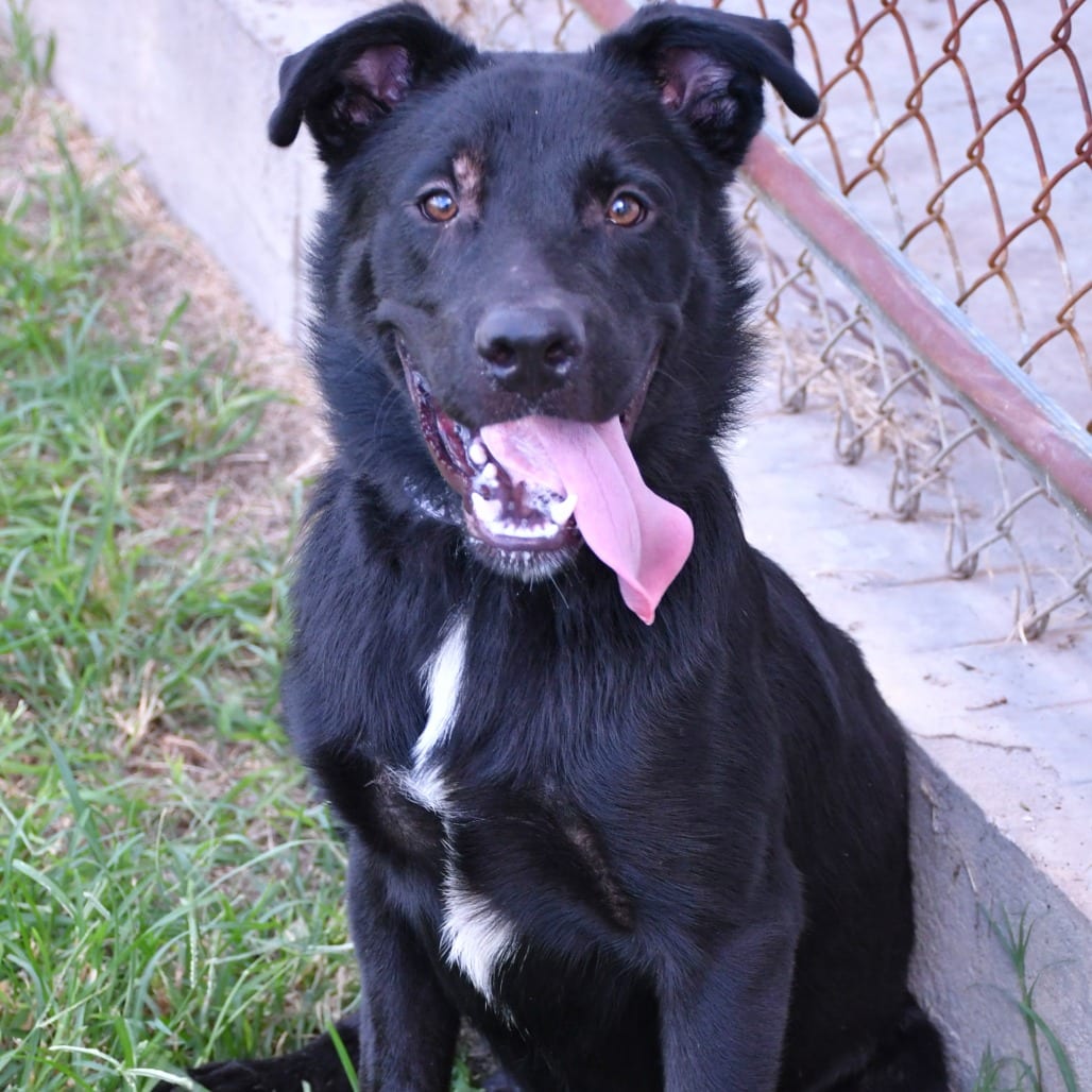 Photo of Gregor, adoptable Retriever, Black Labrador in Beaumont, Texas