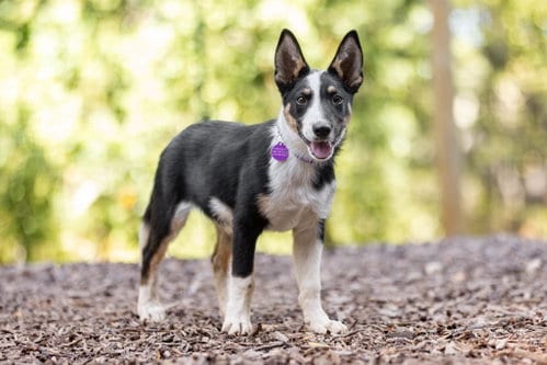 Photo of Reese, adoptable Australian Shepherd in Paso Robles, California