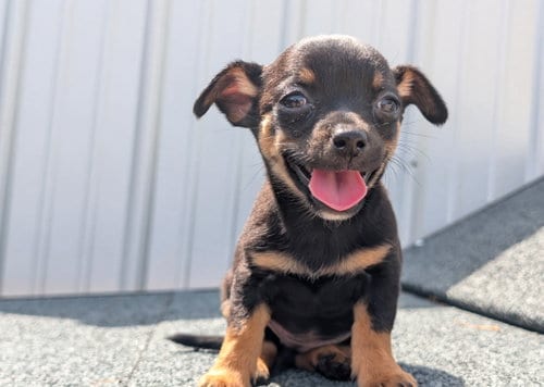 Photo of Sponsor Or, adoptable Chihuahua in Grafton, Wisconsin