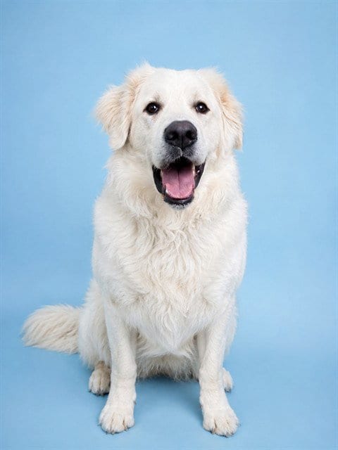 Photo of Everest, adoptable Great Pyrenees in Westminster, Maryland