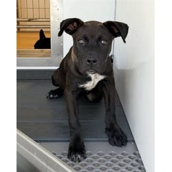 Photo of Brisket, adoptable Labrador Retriever American Pit Bull Terrier in San Bernardino, California