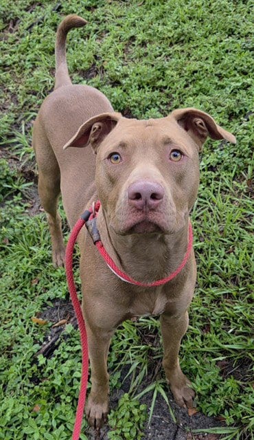Photo of Copper, adoptable American Staffordshire Terrier in Fort Lauderdale, Florida