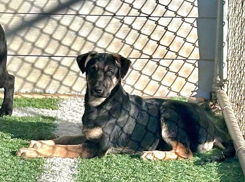 Photo of Baby Ruth, adoptable German Shepherd Dog in Gun Barrel City, Texas