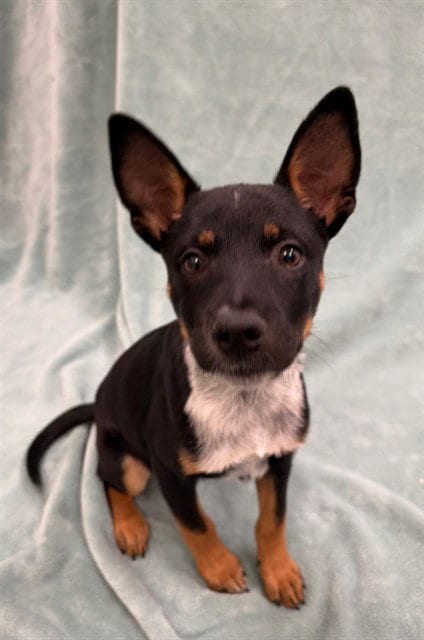 Photo of Bennie, adoptable Queensland Heeler in Irvine, California