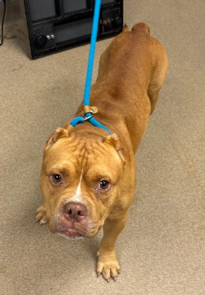 Photo of Capitan, adoptable dog in Chamblee, Georgia