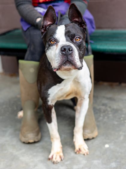 Photo of Burpie, adoptable dog in Chamblee, Georgia