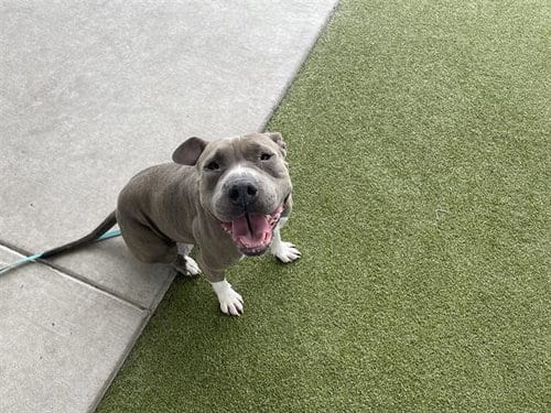 Photo of Siesta, adoptable Pit Bull Terrier in Waco, Texas
