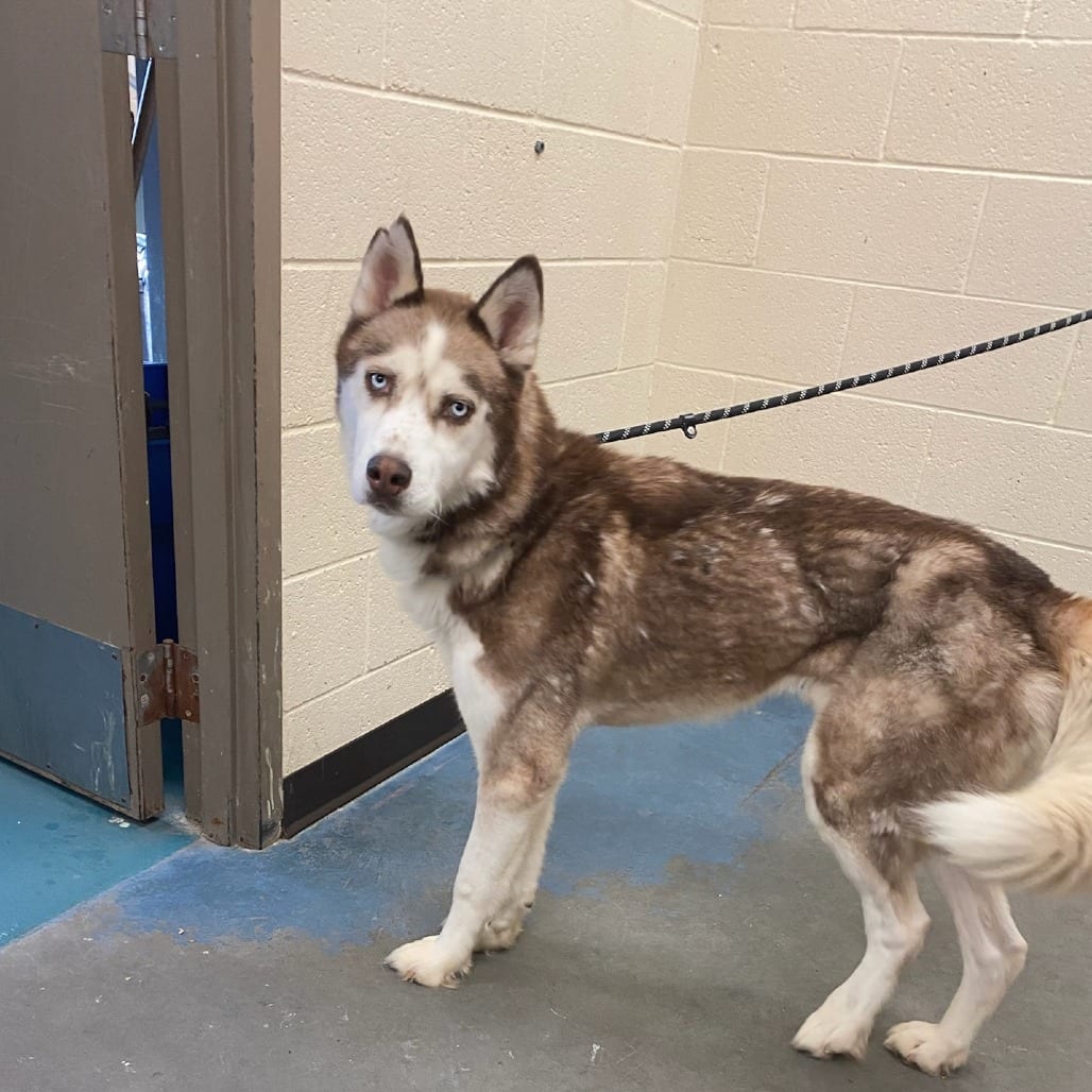 Photo of Maury, adoptable dog