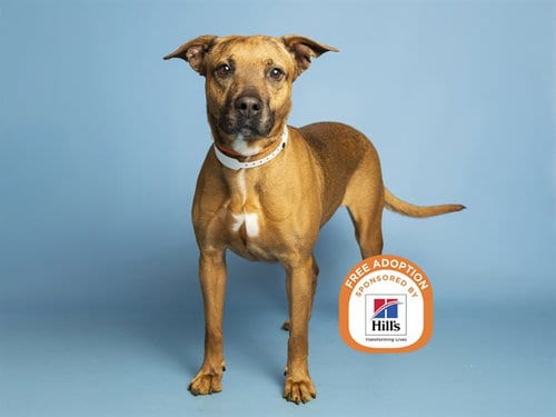 Photo of Sprinkles, adoptable American Pit Bull Terrier in Phoenix, Arizona