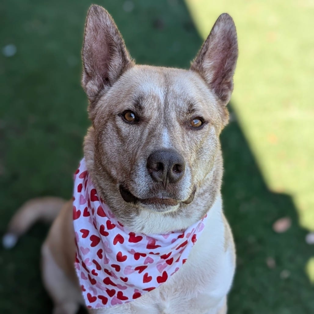 Photo of Ronaldo, adoptable Akita / Mix in Houston, Texas