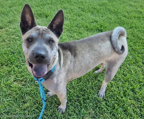 Photo of Panda, adoptable Chinese Shar-Pei in Albuquerque, New Mexico