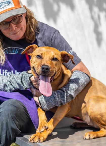Photo of Hamburger, adoptable dog in Chamblee, Georgia