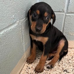 Photo of Fern 8503, adoptable Catahoula Leopard Dog Mixed Breed (Medium) in Loxahatchee, Florida