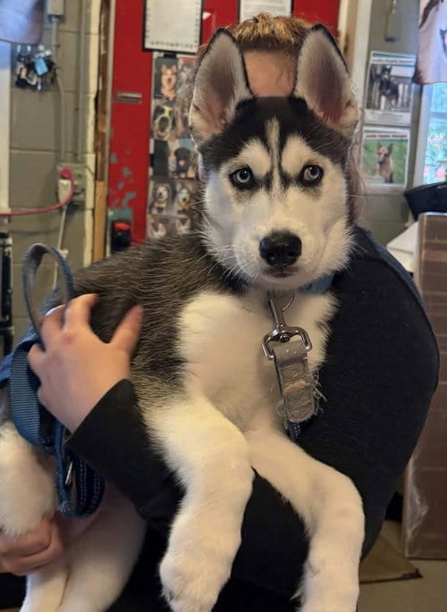 Photo of Sonny, adoptable Siberian Husky in Matawan, New Jersey