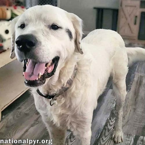 Photo of Oscar in LA - Lovable & Loyal, adoptable Great Pyrenees in Beacon, New York