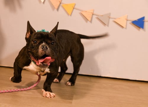 Photo of Caliente, adoptable French Bulldog in Brooklyn Center, Minnesota