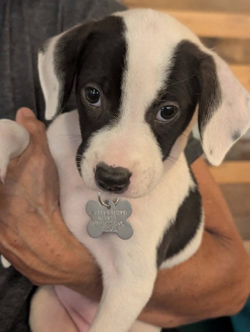 Photo of Dottie (Gatsbys litter), adoptable American Staffordshire Terrier in Holly Springs, North Carolina