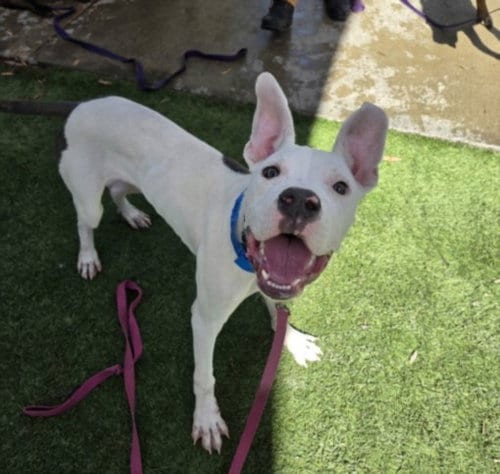 Photo of Boo Boo, adoptable Staffordshire Bull Terrier in Los Angeles, California