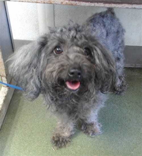 Photo of Petunia, adoptable Poodle (Miniature) in San Bernardino, California