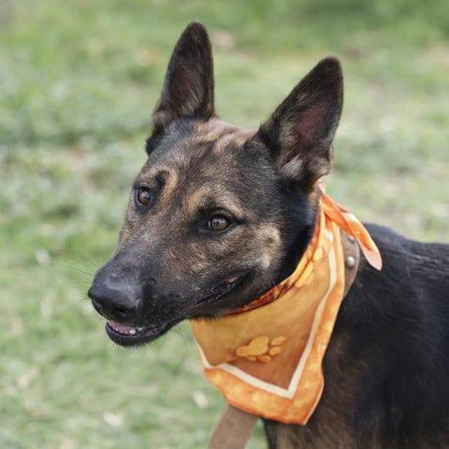Photo of Gigatron Red, adoptable Belgian Shepherd Malinois in San Antonio, Texas