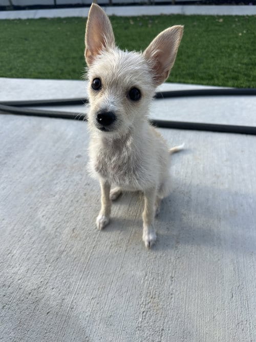 Photo of Daisy May, adoptable Chihuahua in Sandy, Utah
