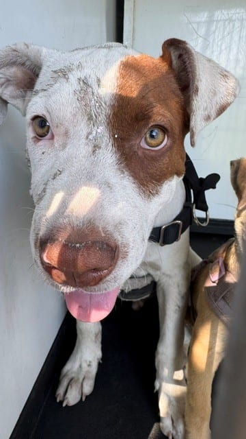 Photo of Senior Pit Bull Terrier, adoptable Pit Bull Terrier in Bakersfield, California