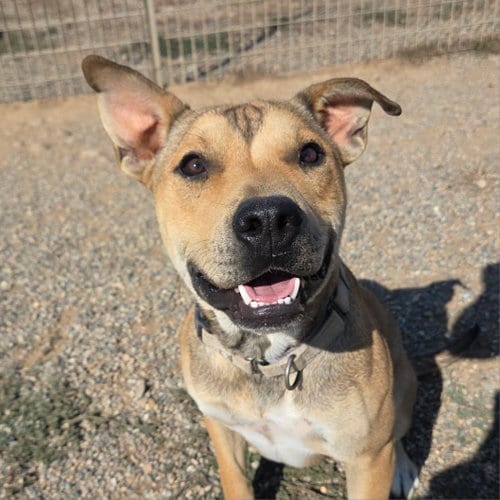 Photo of Penn, adoptable American Staffordshire Terrier in Yreka, California