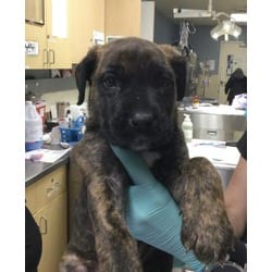 Photo of Draco, adoptable German Shepherd Dog Australian Shepherd in Jurupa Valley, California