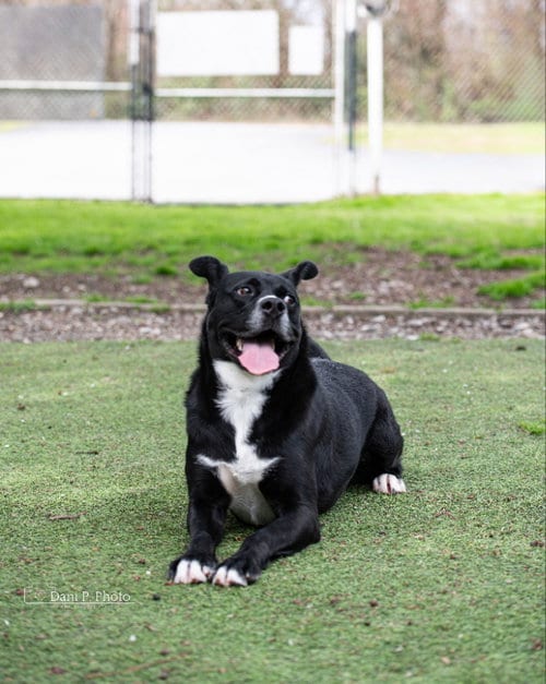 Photo of Bones, adoptable Siberian Husky in Locust Grove, Georgia