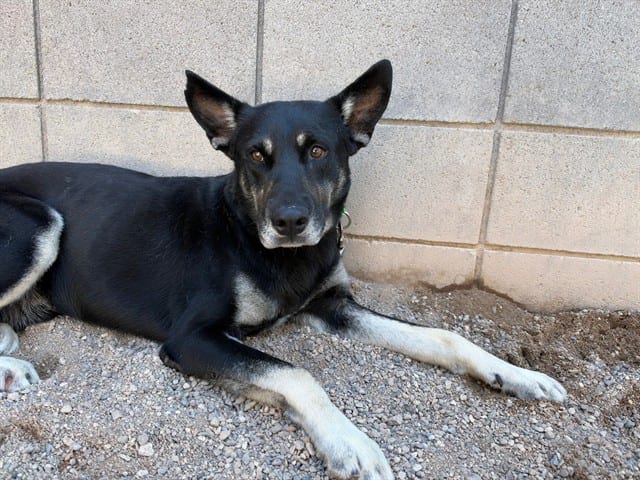 Photo of Chewy, adoptable dog