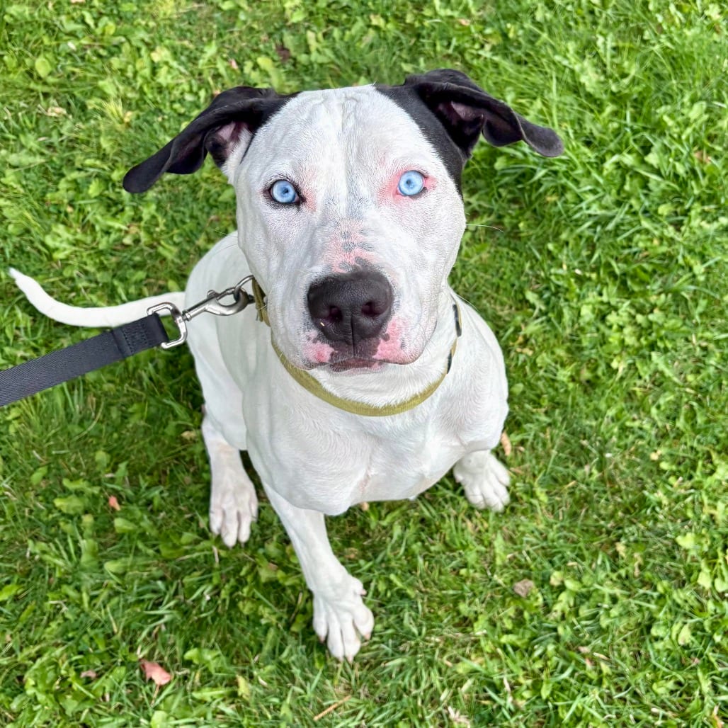 Photo of Bruno, adoptable Terrier, American Pit Bull in Glenwood Springs, Colorado
