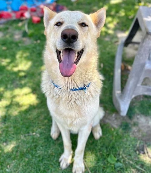 Photo of Sargento, adoptable German Shepherd Dog in Riverside, California