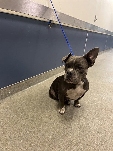 Photo of Misty, adoptable Bulldog in Miami, Florida