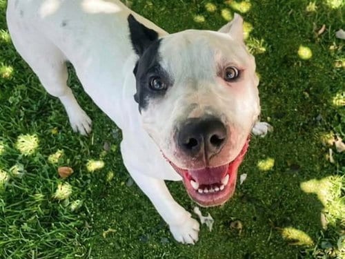 Photo of Tycho, adoptable American Bulldog in Martinez, California