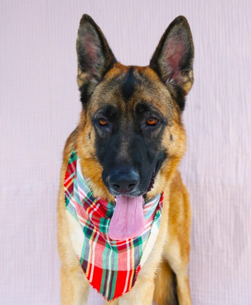 Photo of Chavez, adoptable German Shepherd Dog in Pasadena, California
