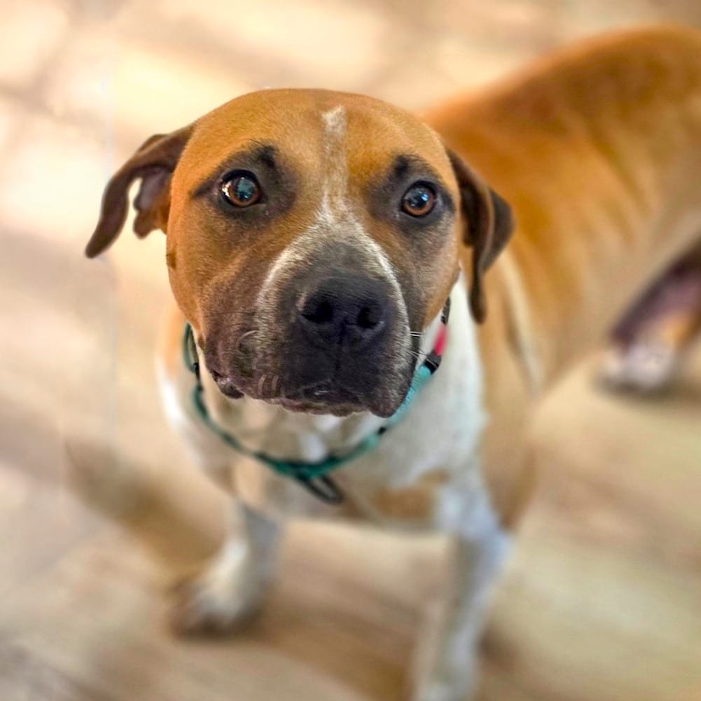 Photo of Lottie, adoptable Terrier / Mixed Breed (Medium) in Chapel Hill, North Carolina