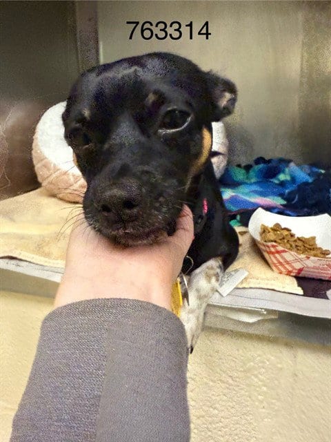 Photo of Gonzo, adoptable Chihuahua in St Louis, Missouri