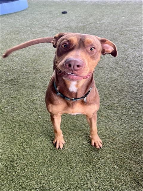 Photo of Mark, adoptable Doberman Pinscher in Miami, Florida