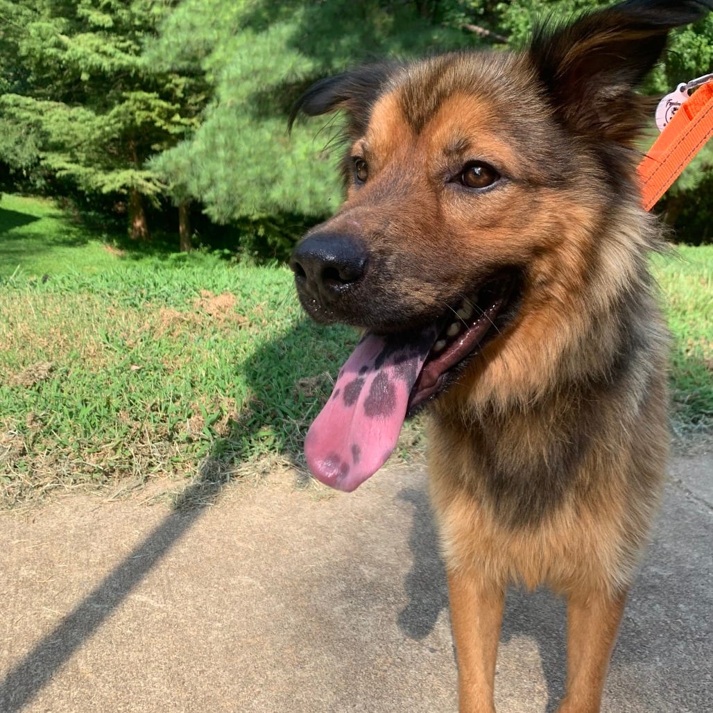 Photo of Caleb, adoptable Shepherd in Raleigh area, North Carolina