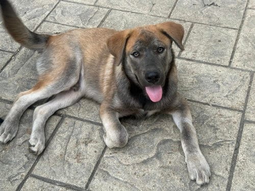 Photo of Willie Nelson, adoptable Australian Cattle Dog/Blue Heeler in Fenton, Missouri