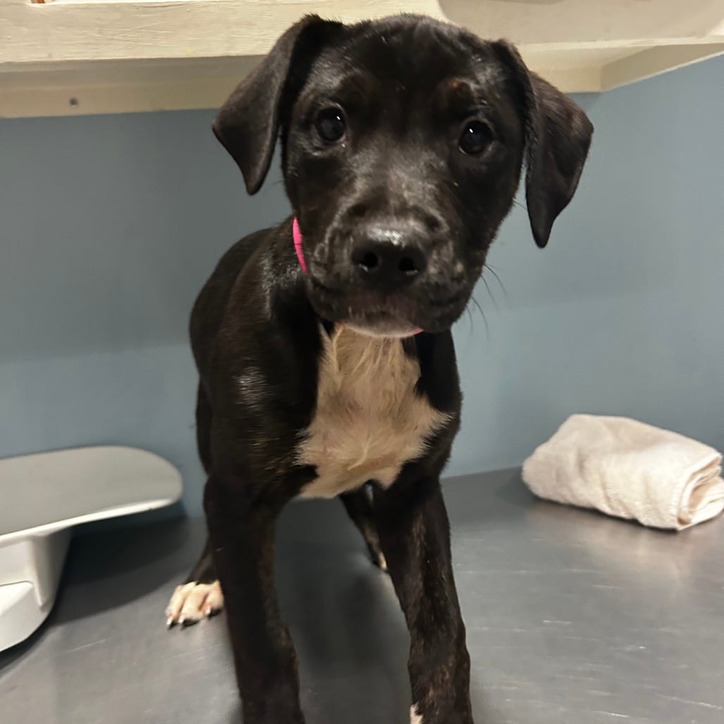Photo of Banshee, adoptable Mixed Breed (Medium) in Chattanooga, Tennessee