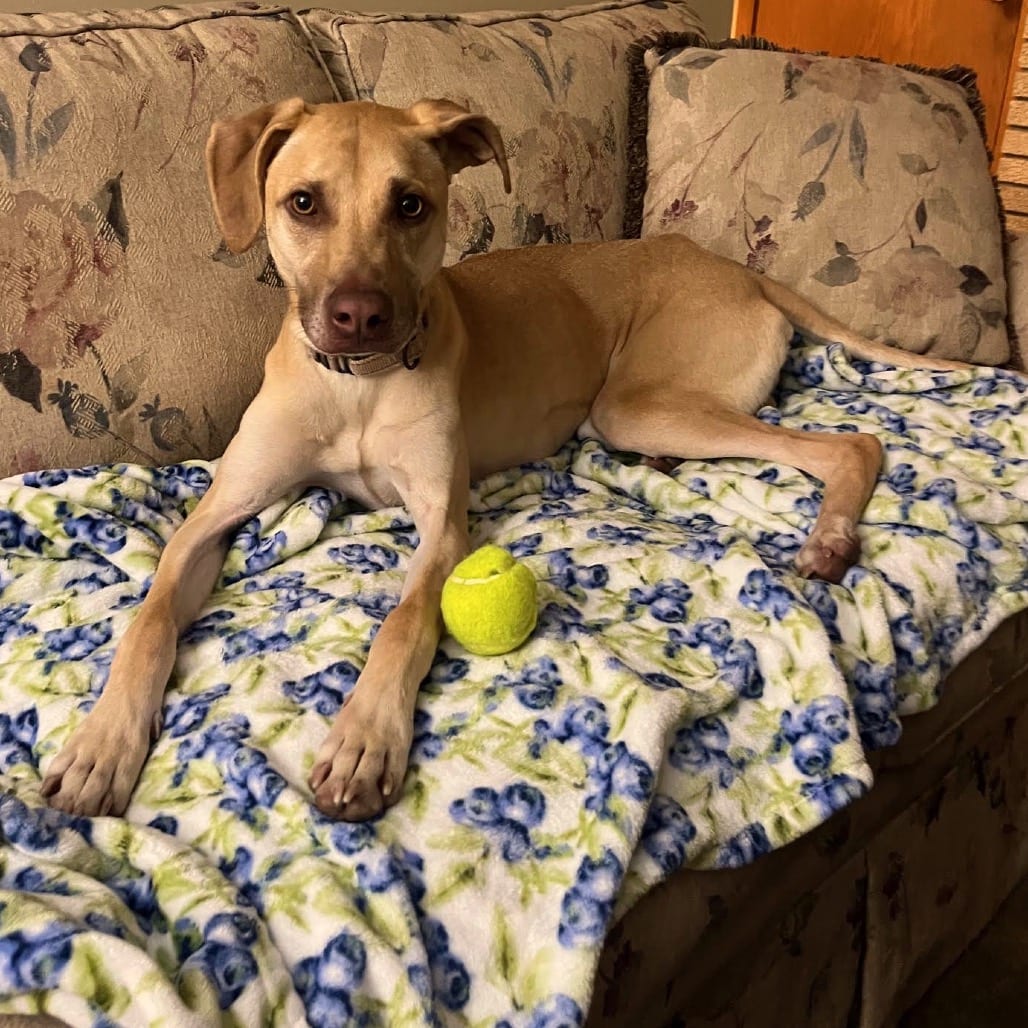 Photo of Lulu D12601, adoptable Retriever, Labrador / Husky in Princeton area, Minnesota