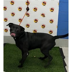 Photo of Bobby, adoptable Mixed Breed (Medium) in Land O'Lakes, Florida