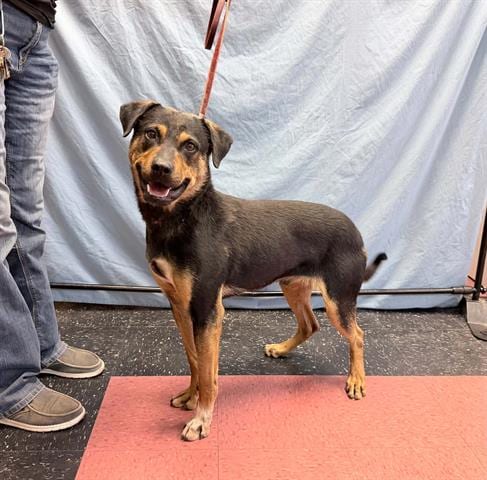 Photo of Ringling, adoptable German Shepherd Dog in Ukiah, California